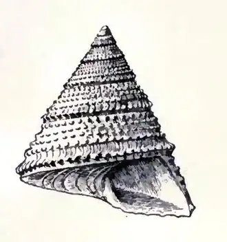 Calliostoma indiana