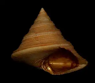 Calliostoma iridescens