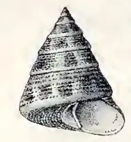 Calliostoma jujubinum