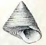 Calliostoma legrandi