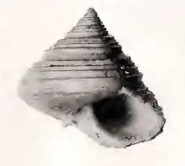 Calliostoma leptophyma