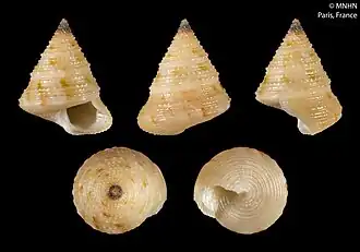Calliostoma metabolicum