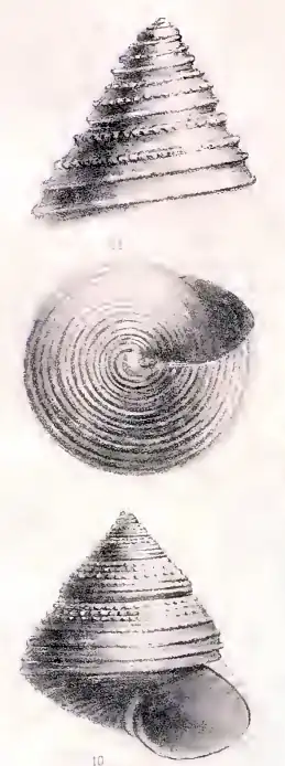 Calliostoma milneedwardsi