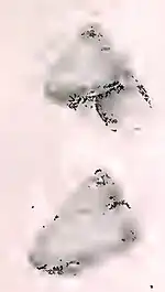 Calliostoma moebiusi