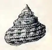 Calliostoma multiliratum