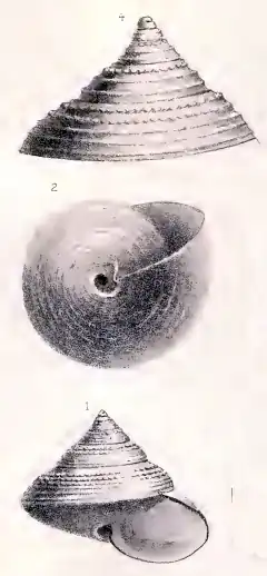 Calliostoma maurolici