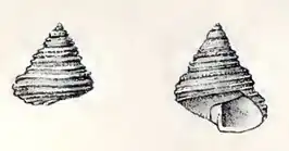 Calliostoma occidentale