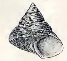 Calliostoma ornatum
