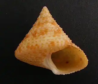 Calliostoma pellucidum