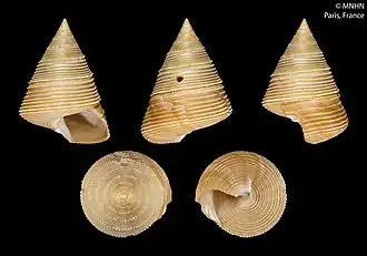 Calliostoma peregrinum