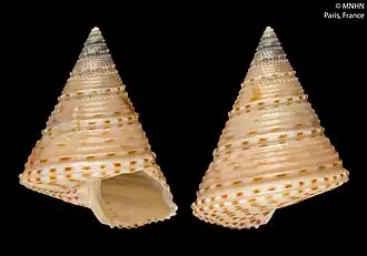 Calliostoma poppei