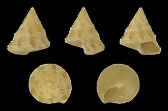 Calliostoma pulchrum