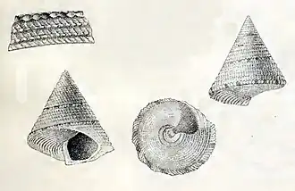 Calliostoma quadricolor