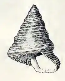 Calliostoma roseolum