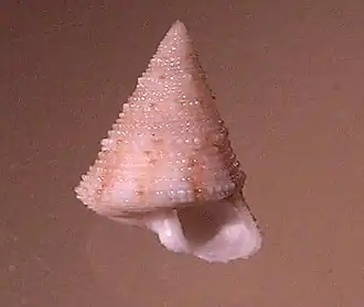 Calliostoma scobinatum