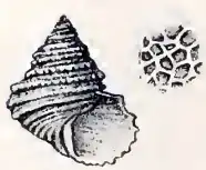 Calliostoma stirophorum