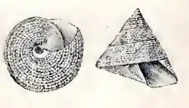 Calliostoma tampaense