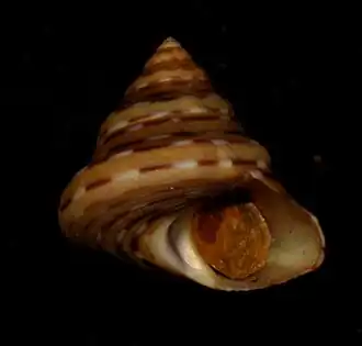 Calliostoma tricolor