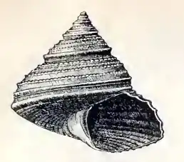 Calliostoma turbinum