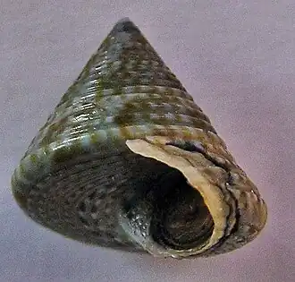 Calliostoma virescens