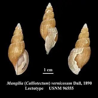 Calliotectum vernicosum