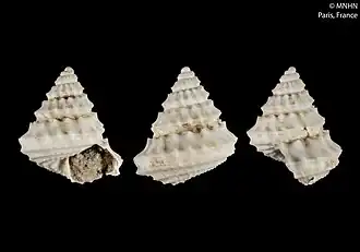 Calliotropis babylonia