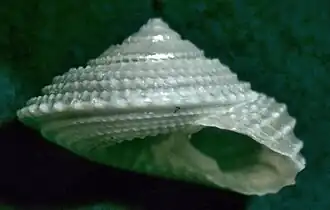 Calliotropis calcarata