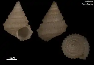 Calliotropis crystalophora