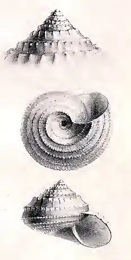 Solariella effossima