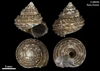 Calliotropis infundibulum