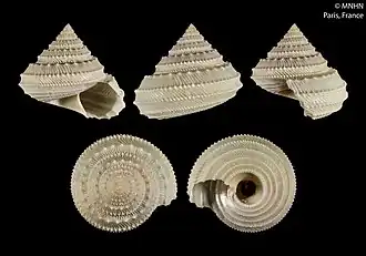 Calliotropis micraulax