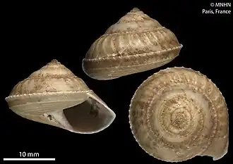 Calliotropis midwayensis