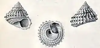 Calliotropis multisquamosa