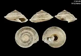 Calliotropis nomisma