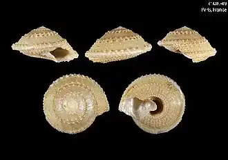 Calliotropis nomismasimilis