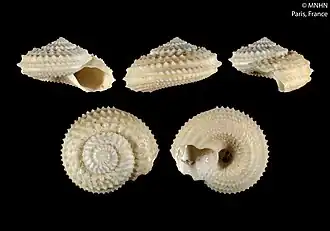 Calliotropis ostrideslithos