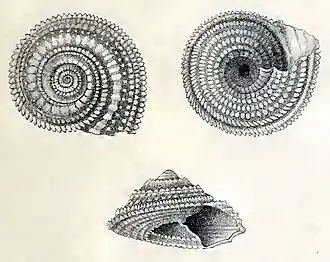 Calliotropis pulchra