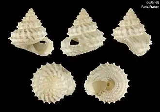 Calliotropis solomonensis