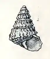Calliotropis tiara