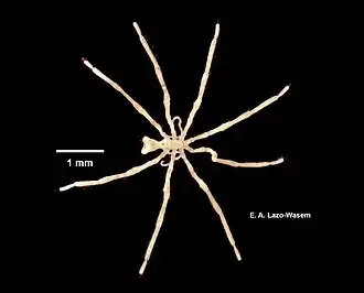 Callipallene brevirostris
