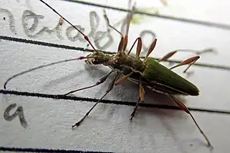 Calliprason sinclairi