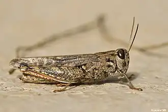 Calliptamus plebeius