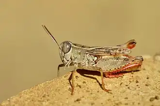 Calliptamus siciliae
