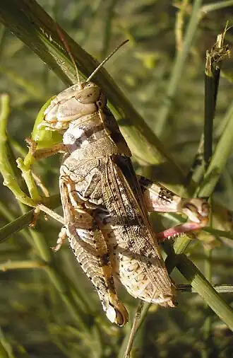 Calliptamus wattenwylianus