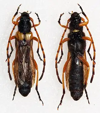 Callisphyris molorchoides