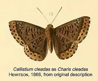 Callistium cleadas