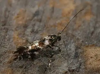 Callisto insperatella