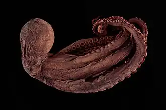 Callistoctopus kermadecensis
