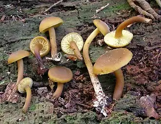 Gewoon olijfzwammetje