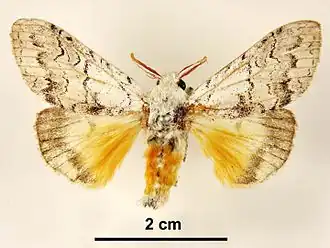 Calliteara farenoides